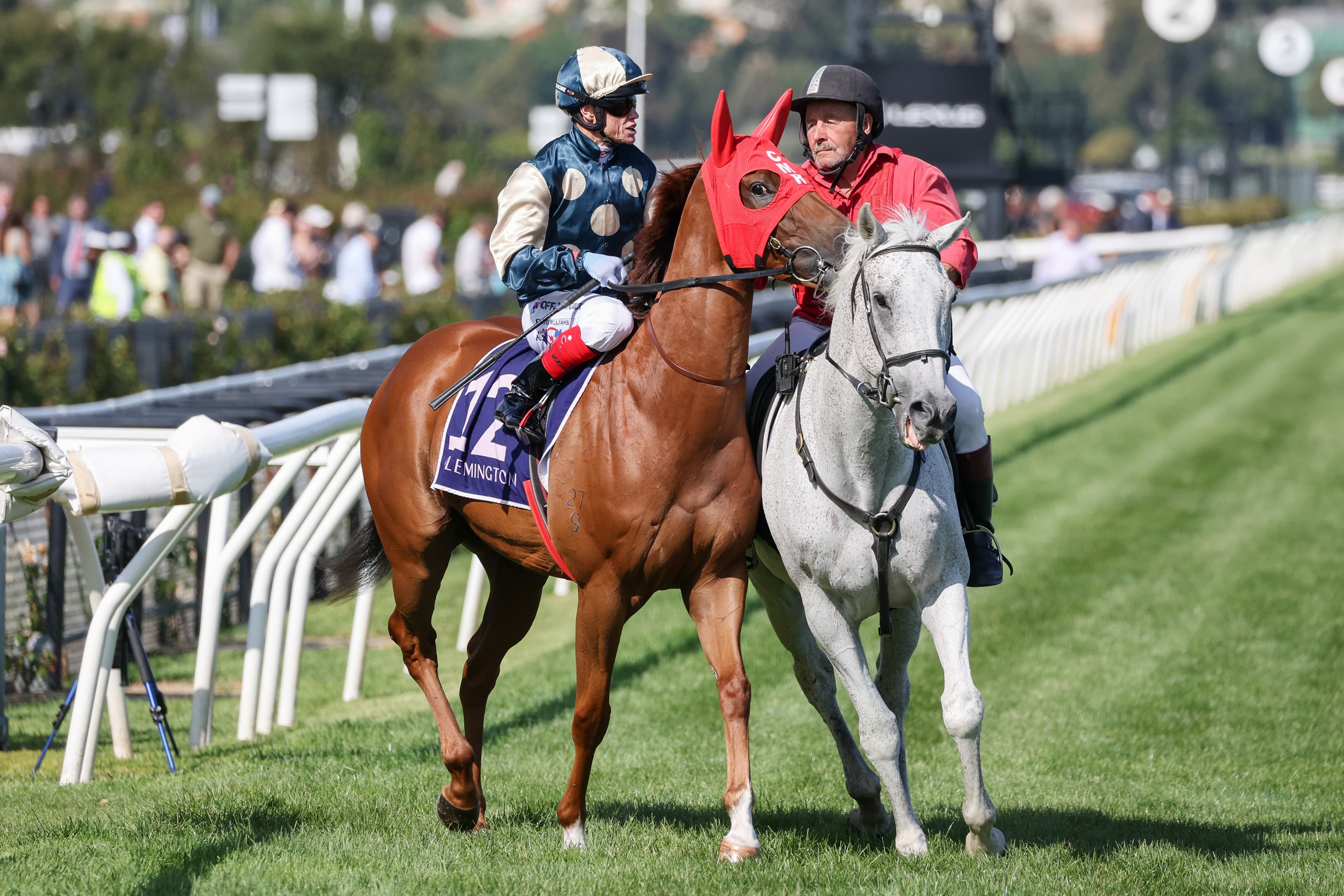 Caulfield, Geelong and Newcastle tips to follow from owner and trainer