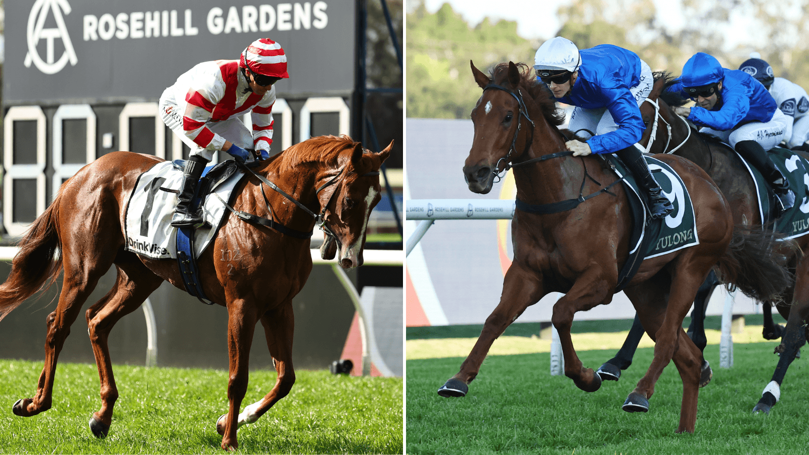 Who will win the Golden Rose and why?